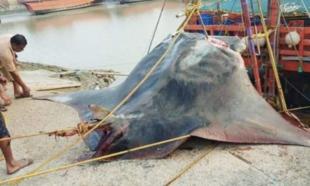 Скат-гигант весом 900 килограммов попался индийским рыбакам