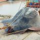 Скат-гигант весом 900 килограммов попался индийским рыбакам
