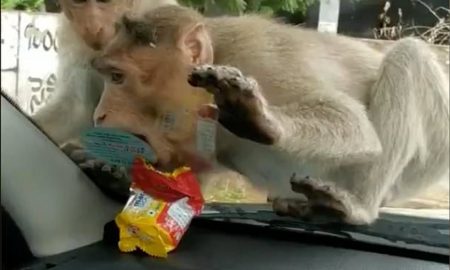 Голодные обезьяны напали на машину в поисках еды и попали на видео