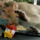 Голодные обезьяны напали на машину в поисках еды и попали на видео
