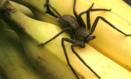 Мужчина обнаружил колонию смертоносных пауков в бананах