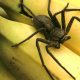Мужчина обнаружил колонию смертоносных пауков в бананах