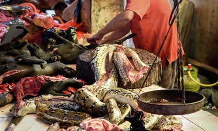 Змеи, черепахи и панголин, фаршированный коронавирусом: чем опасно мясо диких животных