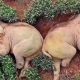 В Китае слоны выпили 30 литров вина и легли на поле спать