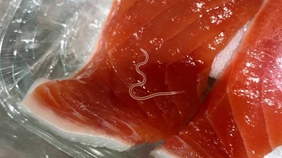 Ученые увидели позитивную тенденцию роста количества морских паразитов в рыбе для суши