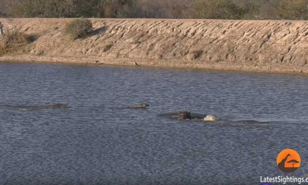 Мир диких животных: бегемот напал на крокодила охотившегося на антилопу