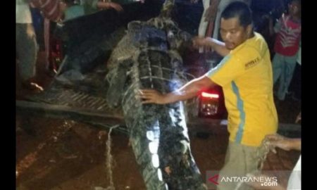 В его брюхе убитого гигантского крокодила нашли останки ребенка