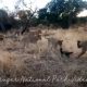 Противостояние медоеда прайду голодных львов попало на видео