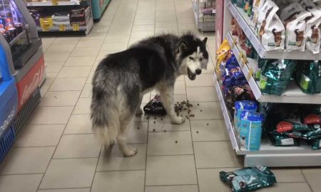 Голодная собака "ограбила" магазин не обращая внимания на сотрудников