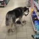 Голодная собака "ограбила" магазин не обращая внимания на сотрудников