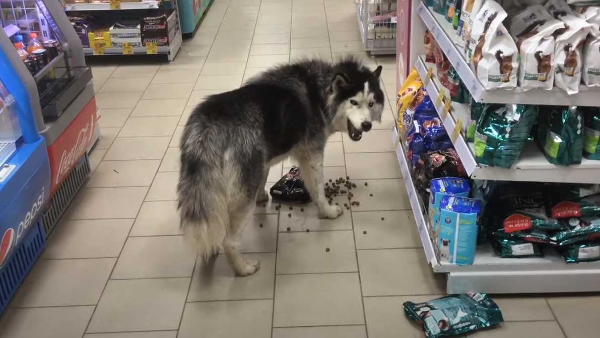 Можно ходить с собаками в магазин. Собака в магазине. Щенки в супермаркете. Собачий магазин. Собака в супермаркете.