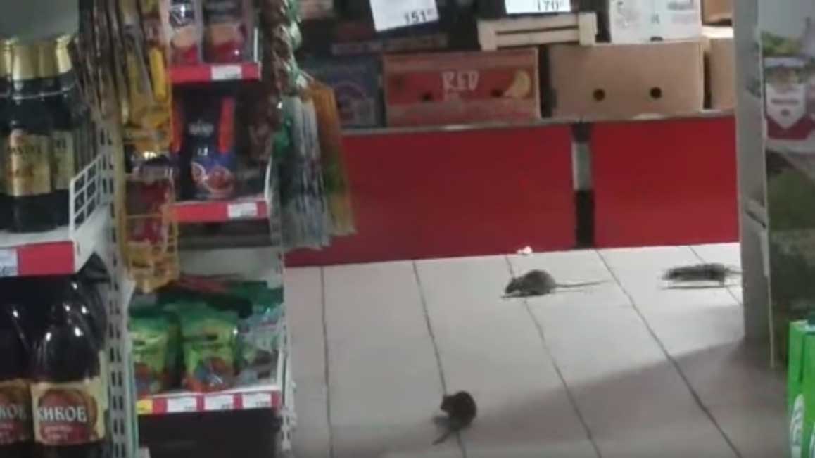 Крысы в продуктовом магазине
