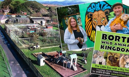 Владельцы частного зоопарка пригрозили убить животных в случае нехватки денег на корм