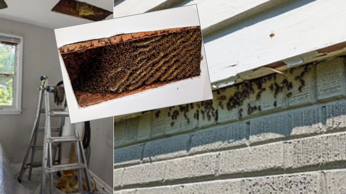 Медоносный сюрприз: мужчине "повезло" купить домом с сотнями тысяч пчел