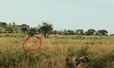 Охота львицы на поедающих зебру гиен попала на видео