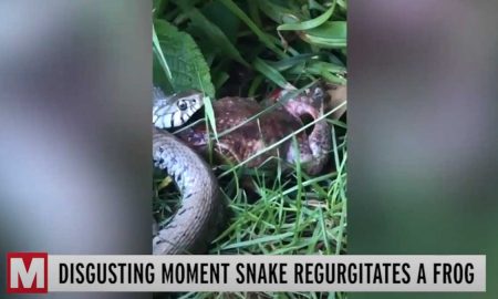Видео: жаба побывала в брюхе змеи и осталась жива