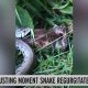 Видео: жаба побывала в брюхе змеи и осталась жива