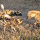 Драка гиены против стаи диких собак за добычу попала на видео
