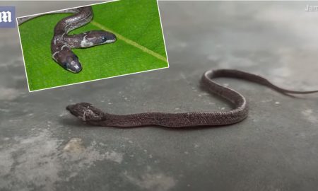 Обнаружена уникальная змея со сражающимися за еду головами