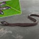 Обнаружена уникальная змея со сражающимися за еду головами