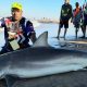Рыбак поймал 300-килограммовую акулу на крошечную сардину