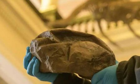 Ученые обнаружили самое большое яйцо эпохи динозавров