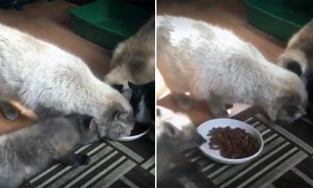 Видео: лисенок стащил еду прямо из-под носа у трех котов