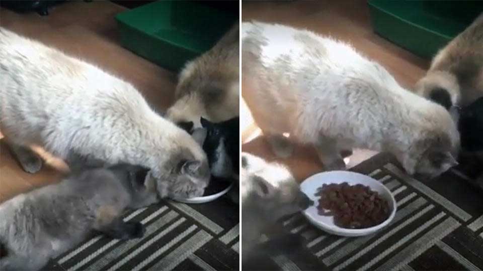 Видео: лисенок стащил еду прямо из-под носа у трех котов