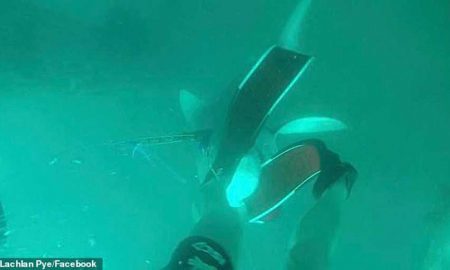 Подводный охотник вовремя заметил, что стал предметом охоты для одной из самых агрессивных акул