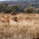 Дикий мир - дикие нравы: кабаны украли добычу гепарда