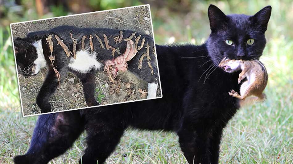 В желудке дикой кошки обнаружили останки 17 вымирающих ящериц
