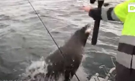 Смекалистый тюлень приспособился "похищать" улов у рыбаков