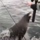 Смекалистый тюлень приспособился "похищать" улов у рыбаков