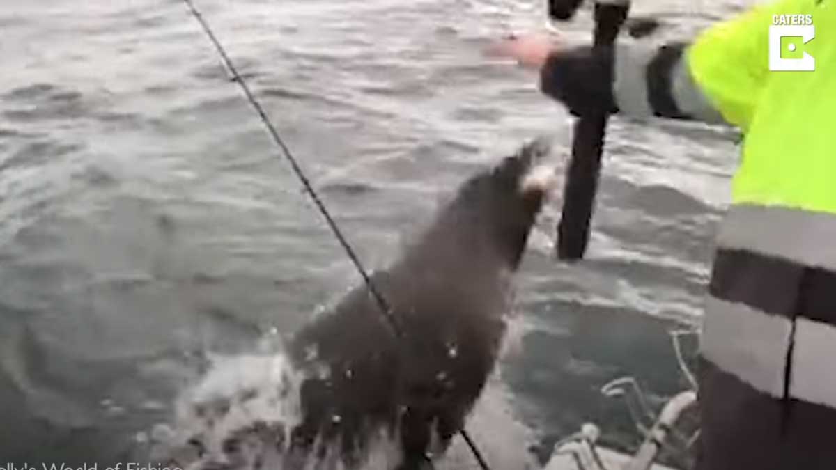 Рыбак заметил что гребни. Тюлень выпрыгивает из воды. Украл рыбу. Рыбалка в Австралии.