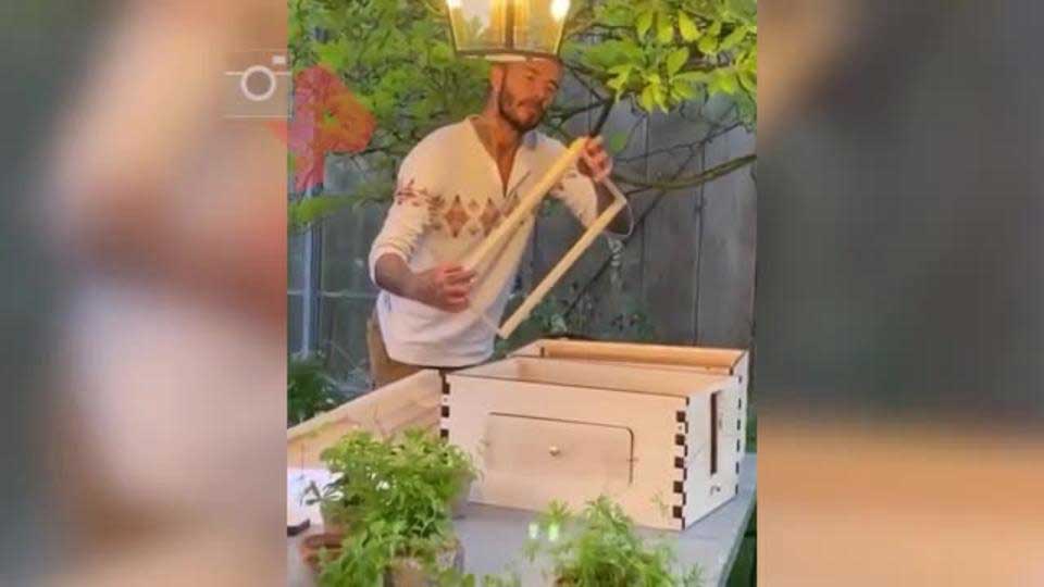 Дэвид Бекхэм решил заняться пчеловодством