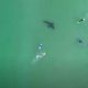 Акула-людоед заставила серферов в панике вернуться на берег