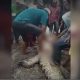 Видео: из крокодила достали части женщины, которую он проглотил накануне
