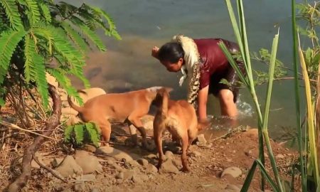 Женщина чтобы прокормиться самой и накормить своих собак руками ловит крокодилов