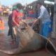 Скат весом 800 кг попался в сети индийских рыбаков
