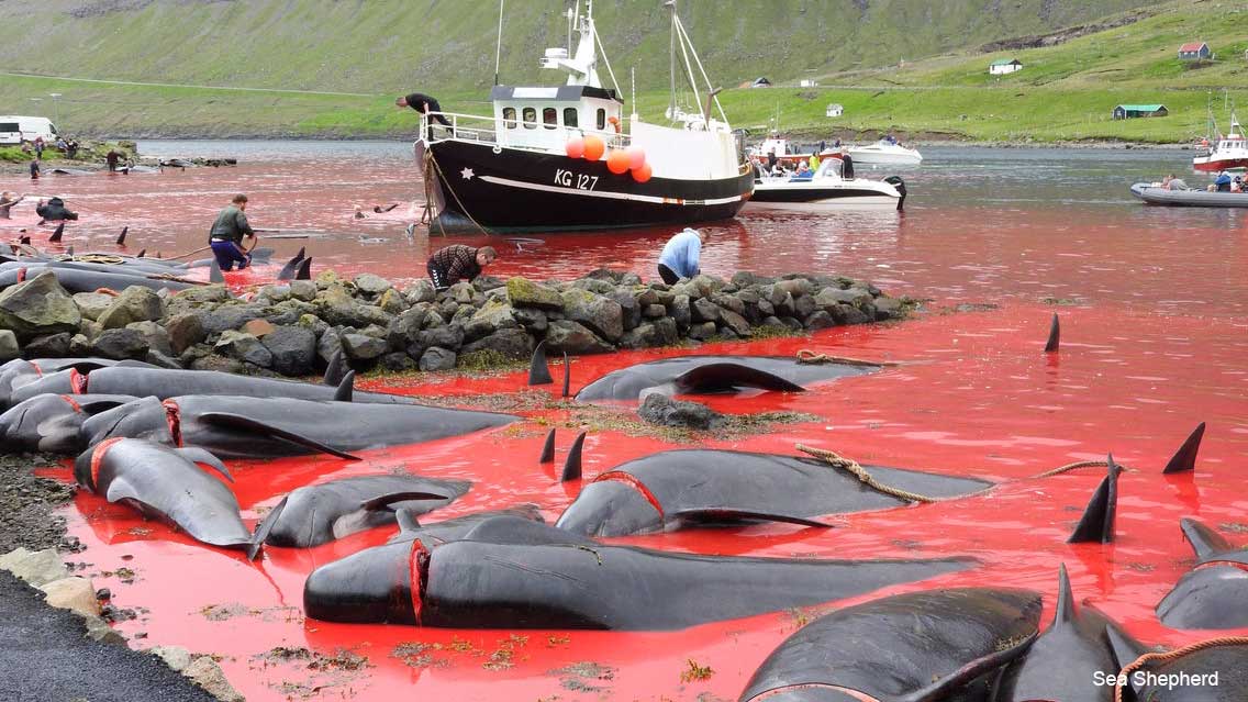 Гриндадрап: на Фарерах ритуально забили 250 китов
