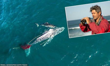 Белая акула смогла убить десятиметрового кита