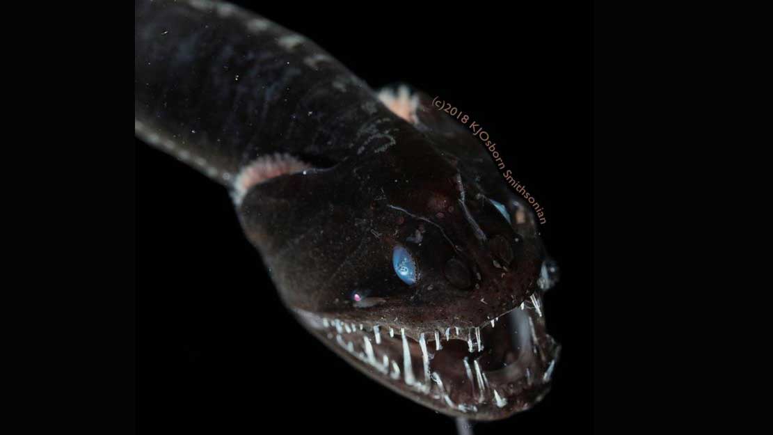 Темнейшие из существ: почему черные рыбы на дне океана такие черные