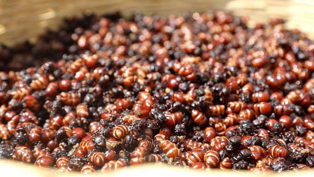 La Salida: за что колумбийцы так любят толстозадых муравьев