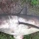 В России поймали в реке 100-килограммовую акулу