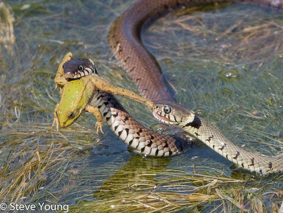 Две голодные змеи сразились за пойманную лягушку