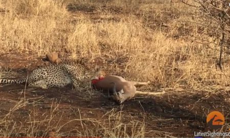 Попытки полусъеденной антилопы сбежать от гепарда довели туристку до слез
