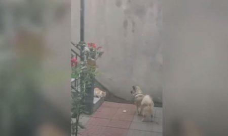 Видео: пес поделился едой с голодной кошкой