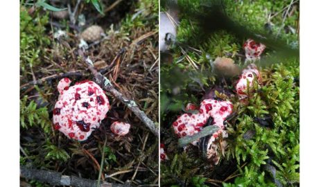 "Кровавый зуб" или "Дьявольские слезы": в Ленобласти найден уникальный гриб