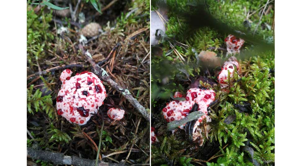 "Кровавый зуб" или "Дьявольские слезы": в Ленобласти найден уникальный гриб