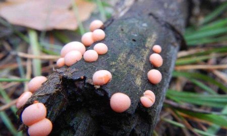 Подмосковные леса заполонили шарообразные грибы-убийцы